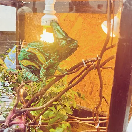 Poddabek Comfort I Z Tarasem Na Dachu, Ogrodkiem, Basenem Zewnetrznym I Wewnetrznym, Sala Zabaw I Animacjami Poddąbie